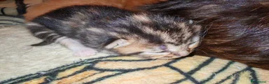 Mixed Breed 4