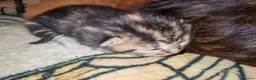 Mixed Breed cats for sale: Born Tuesday 7th July 🤍 - Advert 8