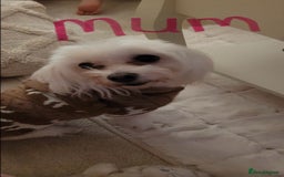 Morkie dogs for sale: Teacup Maltese/morkie babies  - Image 14
