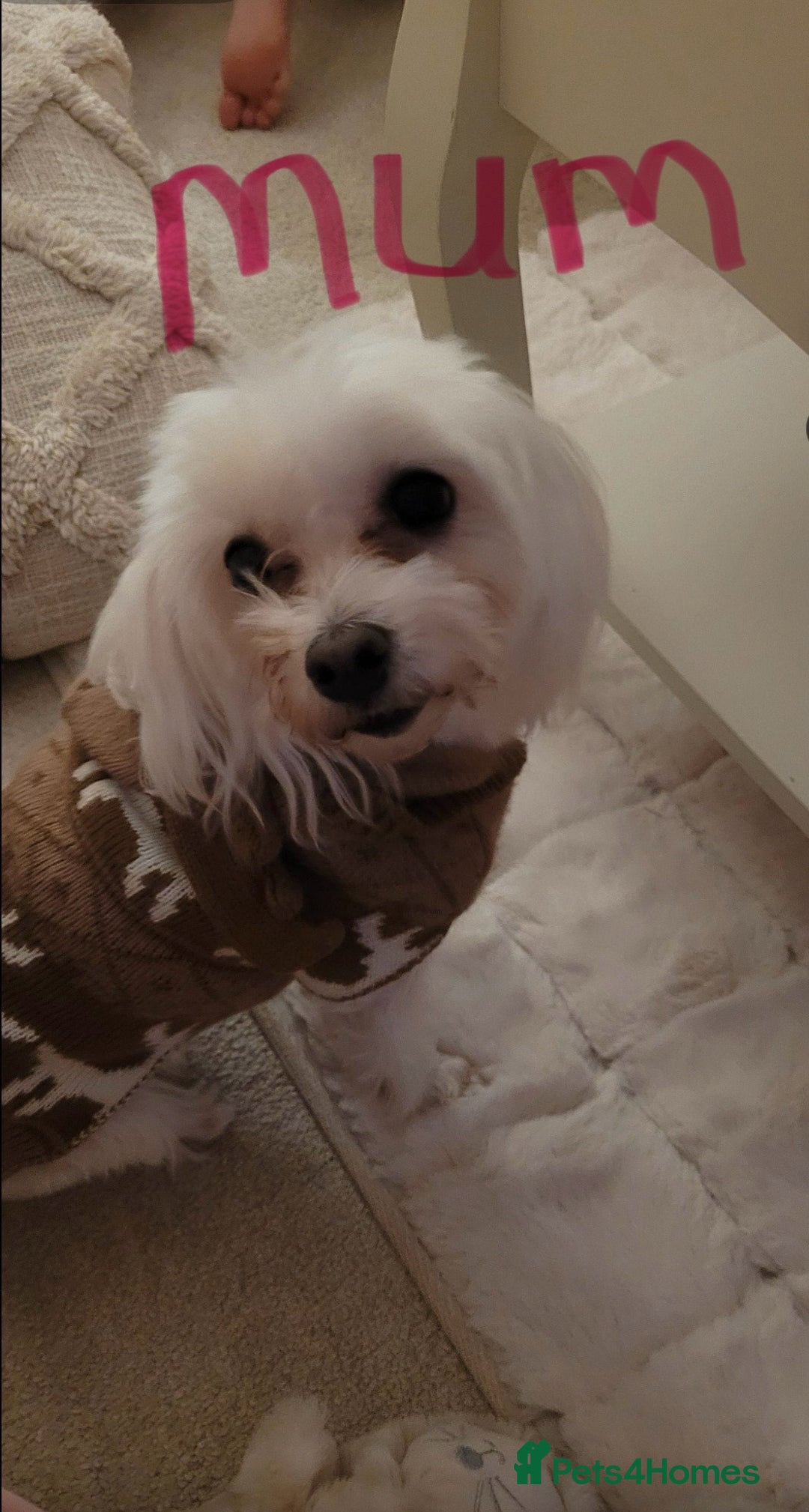 Morkie dogs for sale: Teacup Maltese/morkie babies  - Image 14