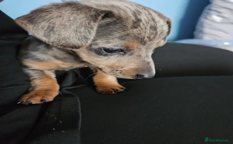 Miniature Dachshund dogs - Advert 1