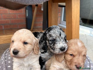 Cockapoo dogs Newborn F1 show miniature Cockapoo puppies - Advert 4