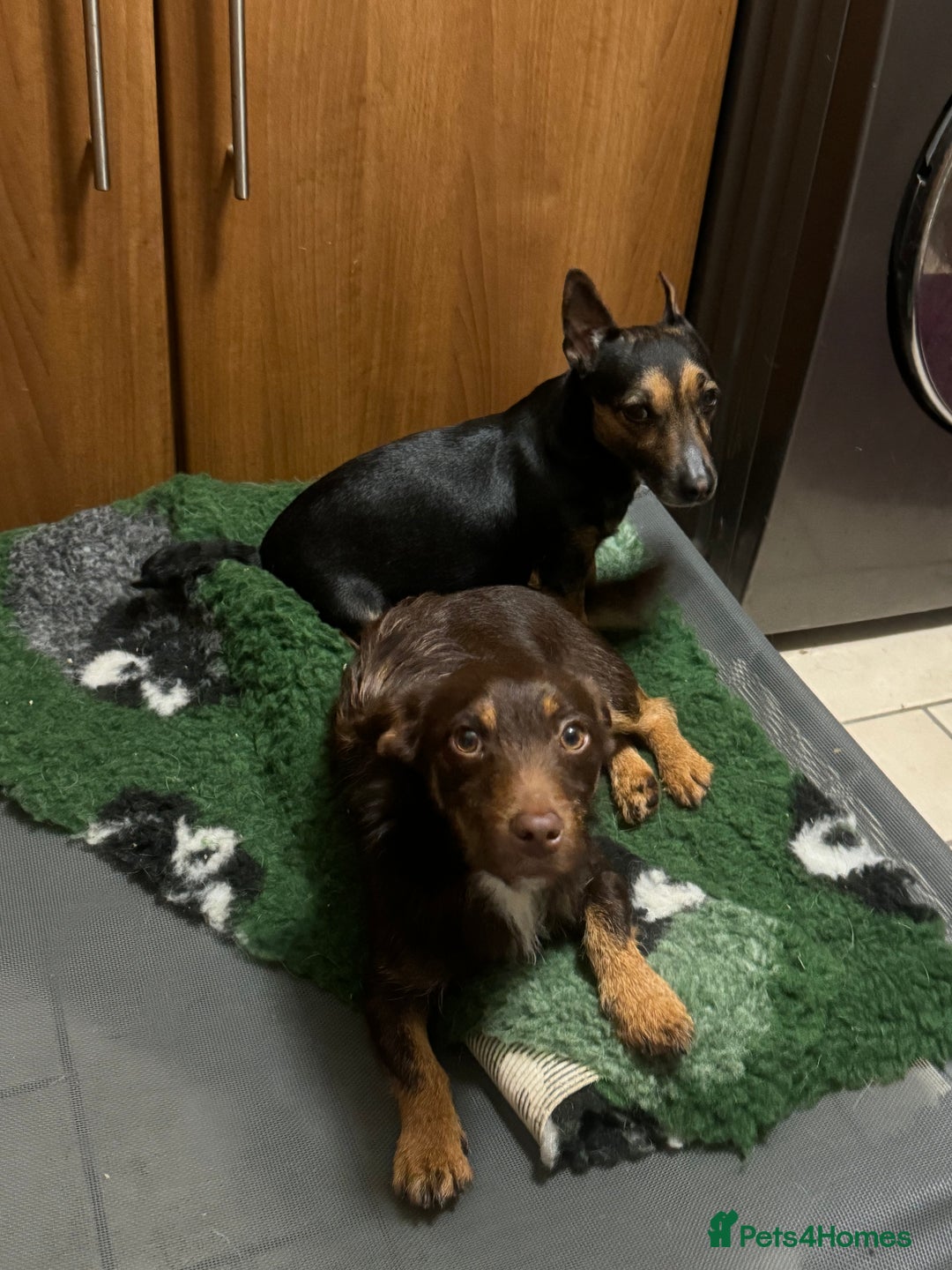 Jack Russell dogs for sale: Stunning Miniature Jack Russell Puppies  - Image 9