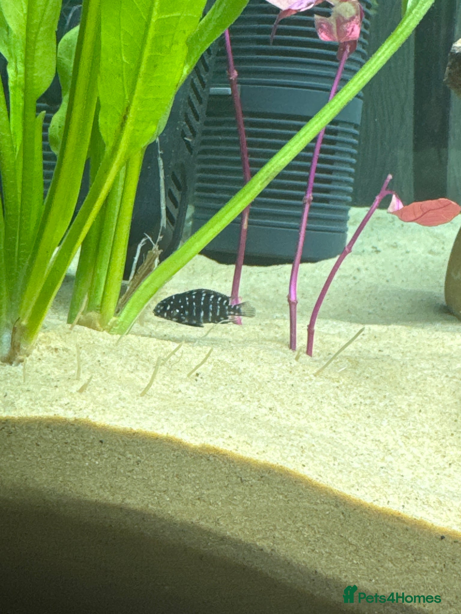 Cichlids fish Duboisi Tropheus Cichlids - from Lake Tanganyika  - Advert 1