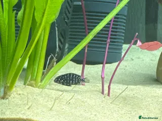 Cichlids fish Duboisi Tropheus Cichlids - from Lake Tanganyika - Advert 1