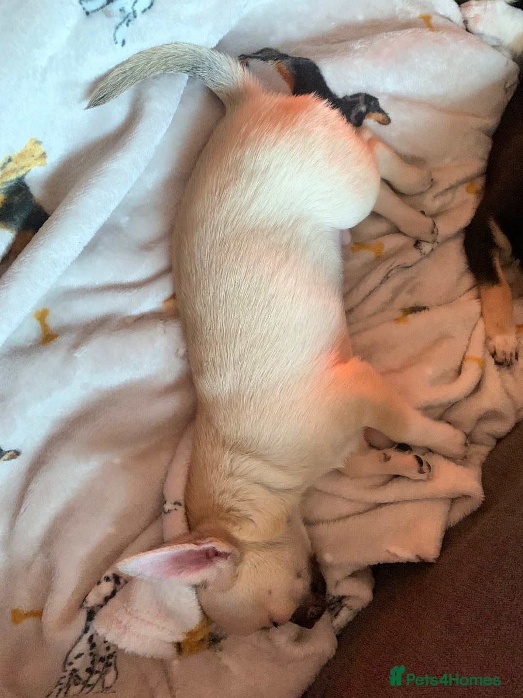 Chihuahua dogs for sale: ❤️ Last little boy ready for his forever home ❤️ - Advert 40