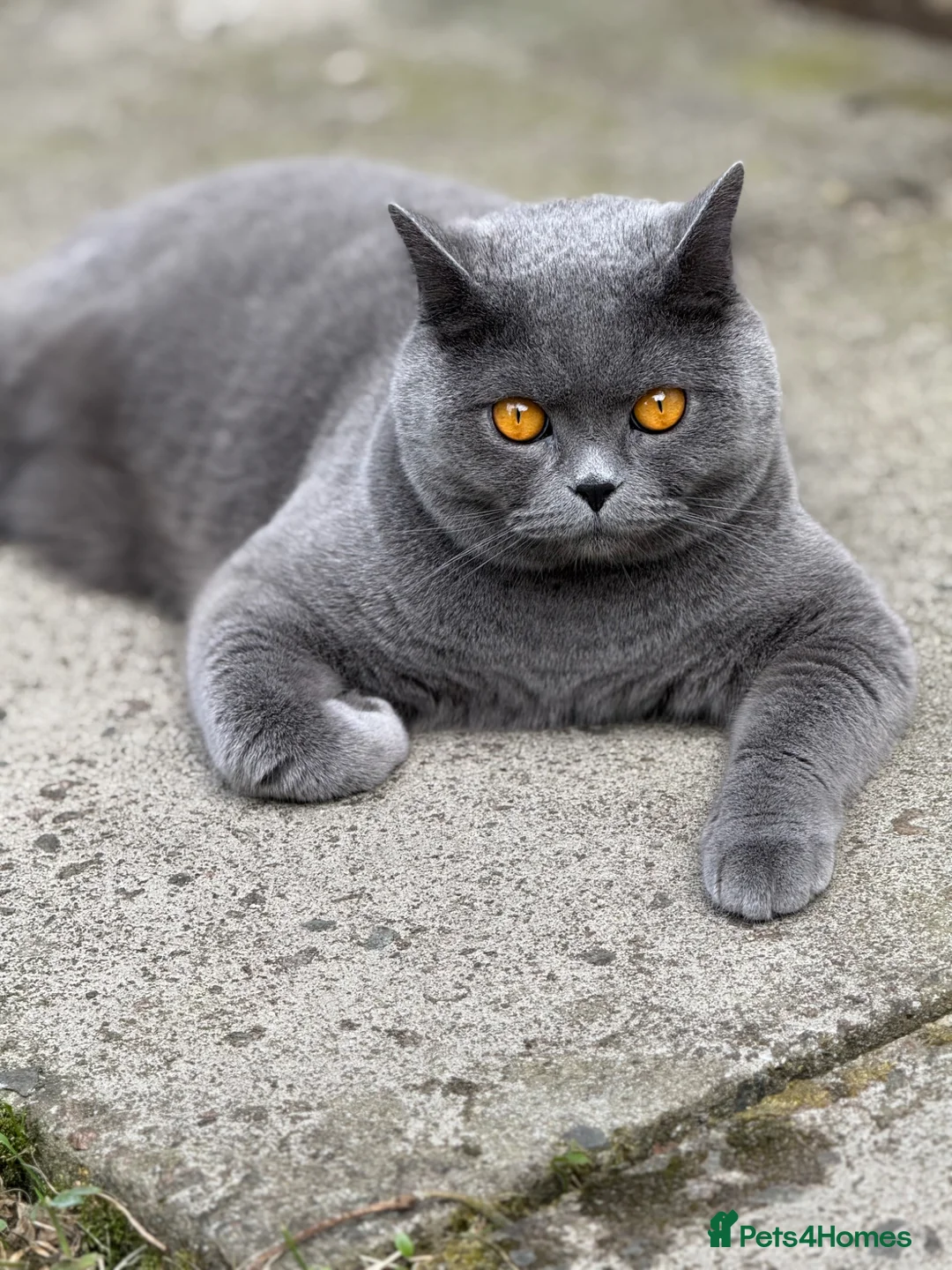 British Shorthair cats for sale: Pedigree Adult male British short blue hair cat  - Advert 6