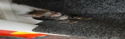 Mixed Breed cats for sale: 4 tabby kittens looking for their forever homes! - Advert 5