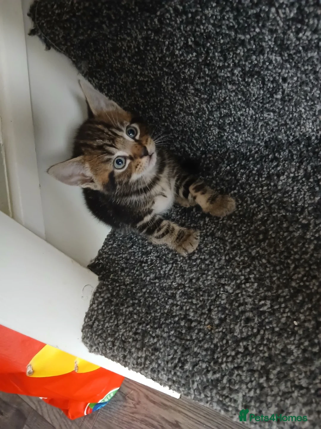 Mixed Breed cats for sale: 4 tabby kittens looking for their forever homes! - Advert 5
