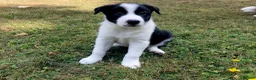 Border Collie dogs for sale: QUALITY BORDER COLLIE PUPPIES CHAMPION LINES in Cardiff - Advert 20