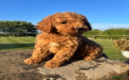 Cavapoo dogs for sale: FULLY HEALTH TESTED RED AND GOLD F1B CAVAPOOS - Image 6