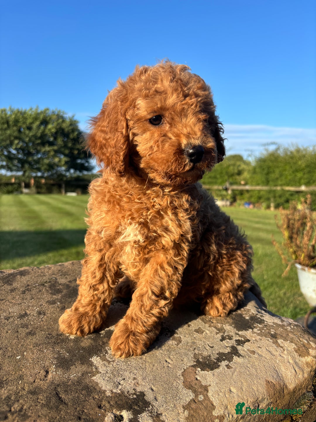 Cavapoo dogs for sale: FULLY HEALTH TESTED RED AND GOLD F1B CAVAPOOS - Image 6