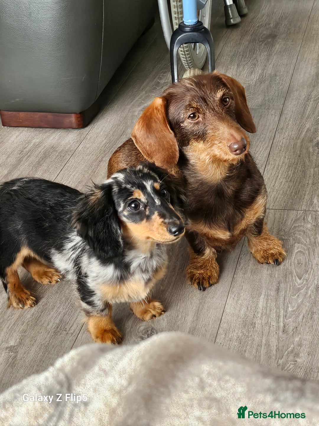 Dachshund dogs for sale: TWO DAUSHUNDS - Image 21