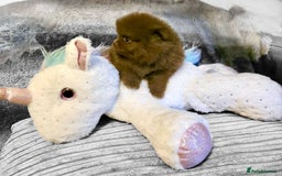 Pomeranian dogs for sale: Rare miniature Teddy face pomeranian puppies  - Image 5