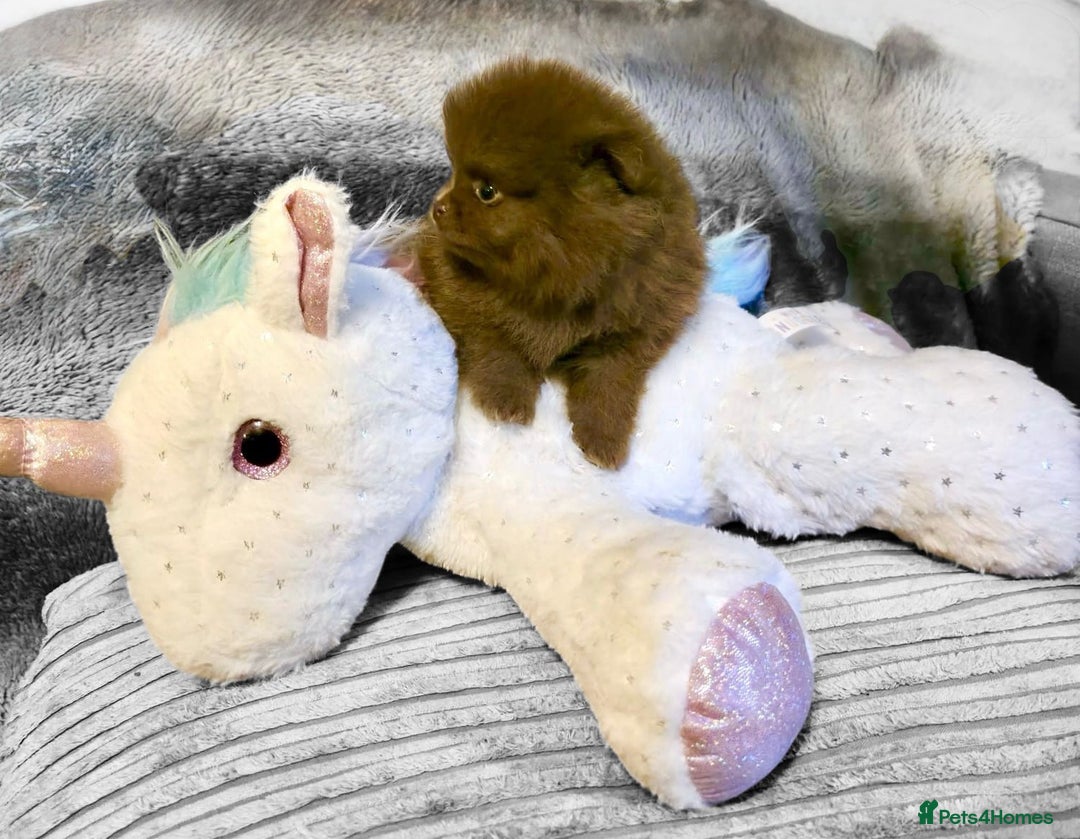 Pomeranian dogs for sale: Rare miniature Teddy face pomeranian puppies  - Image 5