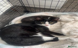 Domestic Shorthair cats for sale: male kitten  - Image 2