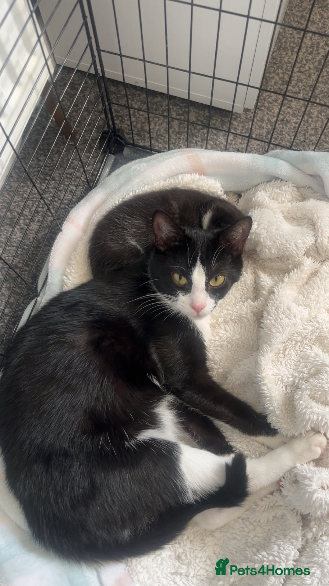 Domestic Shorthair cats for sale: male kitten  - Image 2