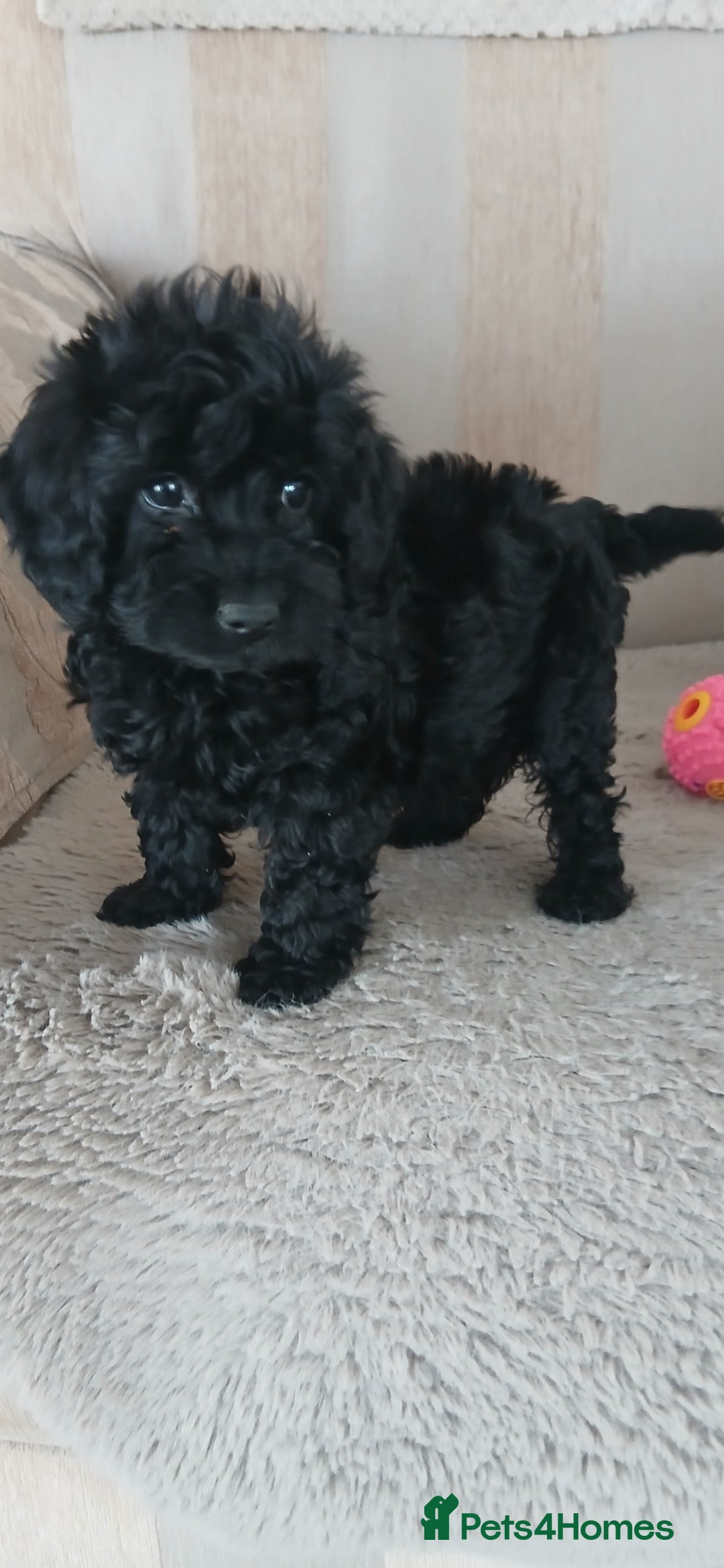 Cockapoo dogs for sale: Stunning black cockapoos  - Image 5