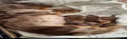 Miniature Dachshund dogs for sale: 2 beautiful shaded cream longhair pups  - Advert 2