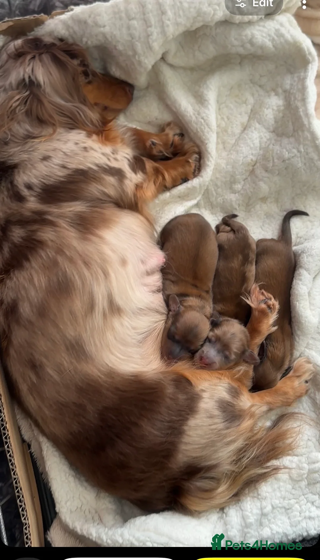 Miniature Dachshund dogs for sale: 2 beautiful shaded cream longhair pups  - Advert 2