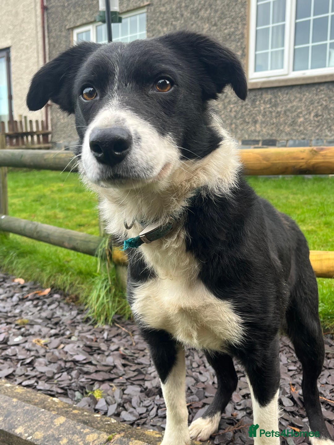 Border Collie dogs for sale: Border Collie Bitch - Advert 1