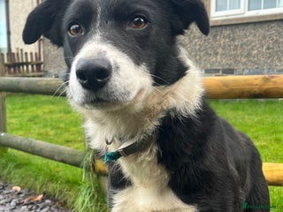 Border Collie dogs Border Collie Bitch - Advert 2