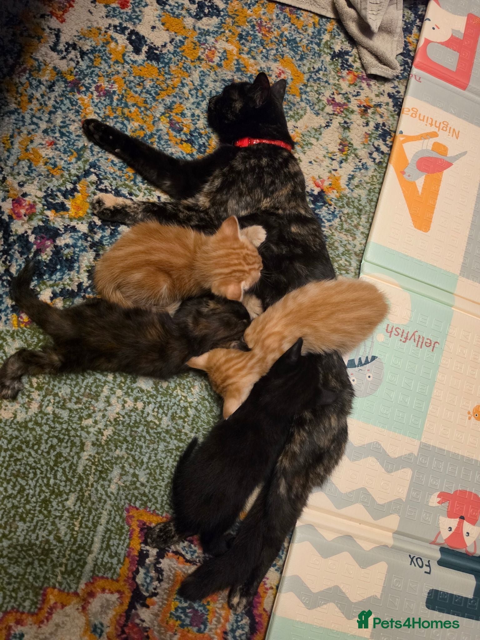 Mixed Breed cats 3 male kittens  - Advert 6