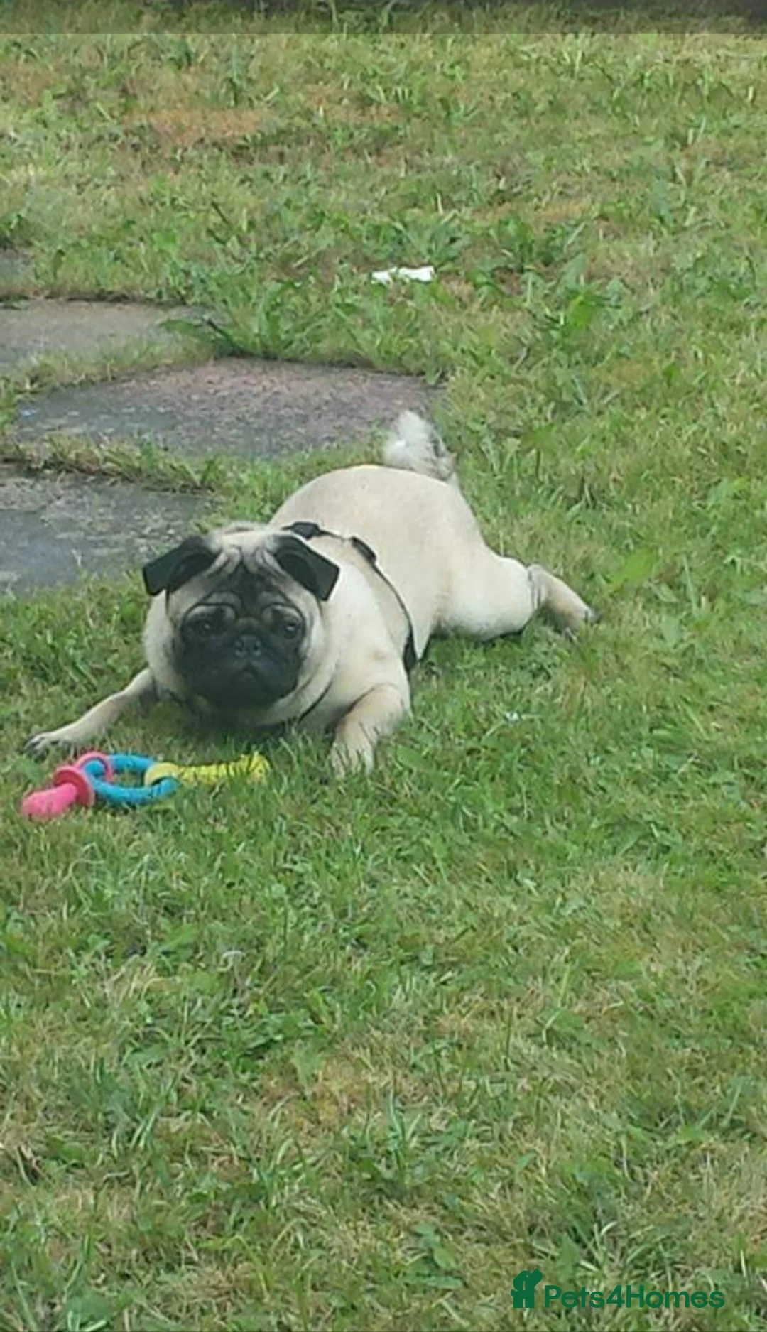 Pug dogs for stud: pug for stud in Preston - Advert 3