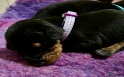 Dobermann dogs for sale: European Doberman puppies - Image 5