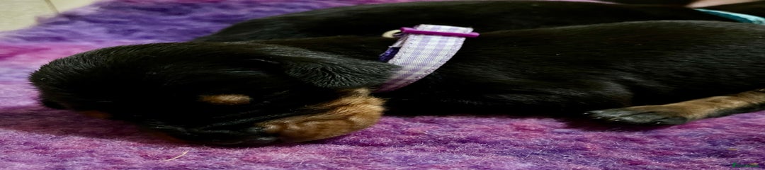 Purple collar female