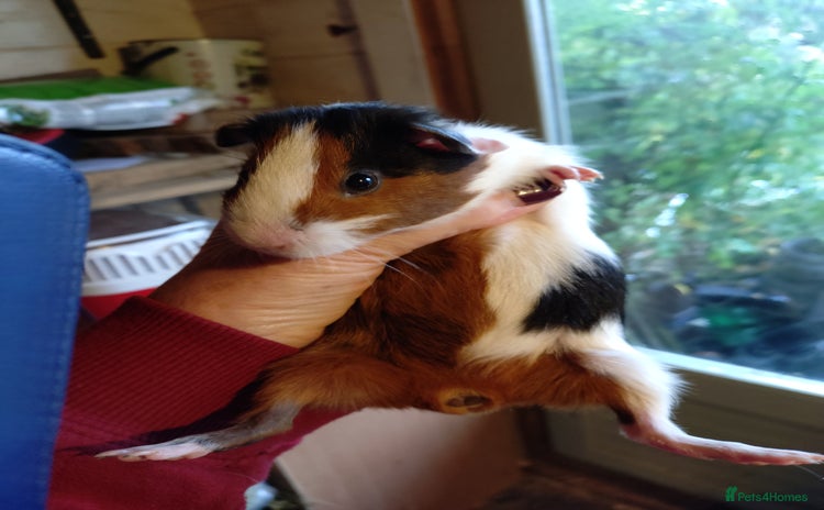 Guinea Pig rodents - Advert 7
