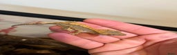 Gecko reptiles for sale: Crested gecko babies for sale  - Advert 9