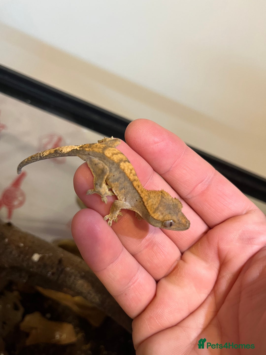 Gecko reptiles for sale: Crested gecko babies for sale  - Advert 9