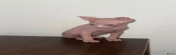 Sphynx cats for sale: sphynx kittens for sale - Advert 16