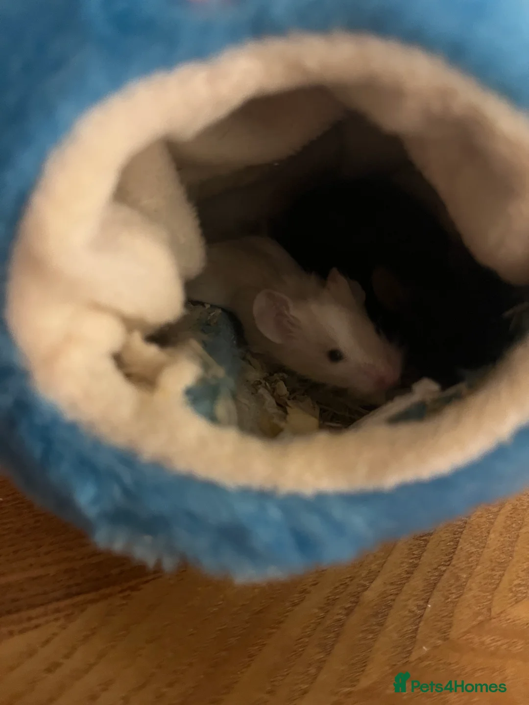 Mouse rodents for sale: Beautiful baby mice mixed sex  - Advert 2