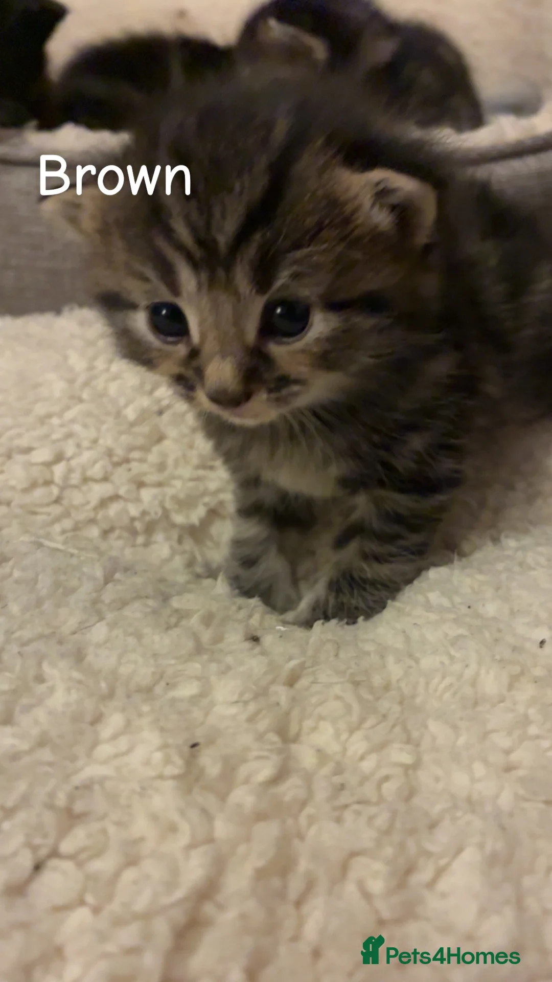 Mixed Breed cats for sale: Mixed breed tabby - Advert 8