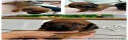 Miniature Dachshund dogs for sale: Beautiful Miniature dachshunds for sale  in Southampton - Advert 10