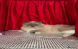 Ragdoll cats for stud: G.Champion✅GCCF/TICA Reg✅FIV/FELV/DNA✅Ragdoll stud in London - Image 7