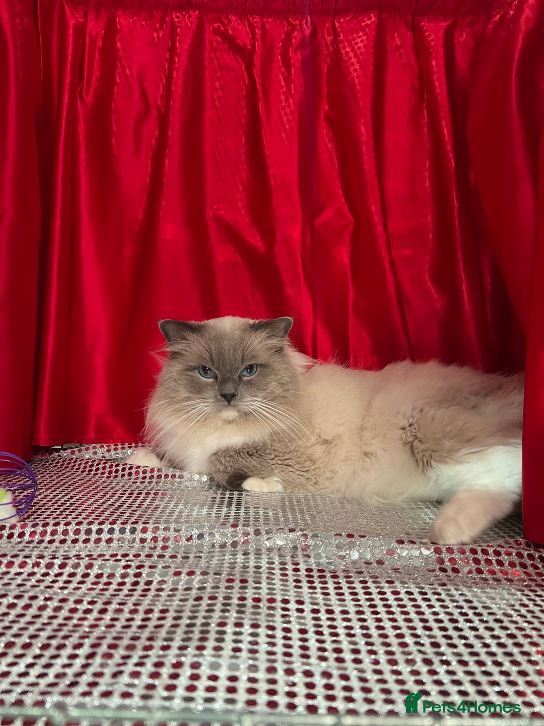 Ragdoll cats for stud: G.Champion✅GCCF/TICA Reg✅FIV/FELV/DNA✅Ragdoll stud in London - Image 7