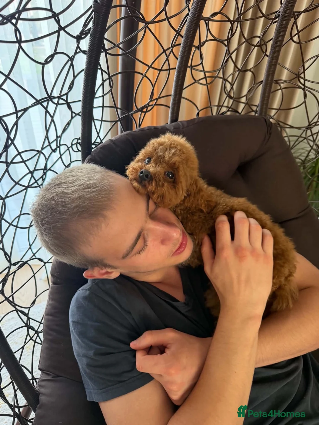 Toy Poodle dogs for sale: Two Adorable Toy Poodles – One Boy & One Girl  - Advert 14