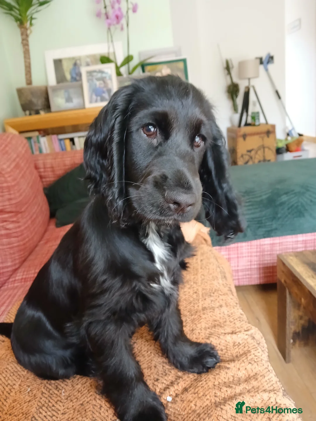 Cocker Spaniel dogs for sale: Cocker spaniel 8 month old GIRL Puppy for sale - Advert 7