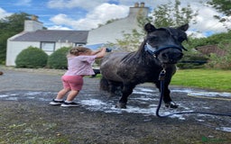 Shetland pony horses for sale: Perfect first pony: a mothers dream - Image 4