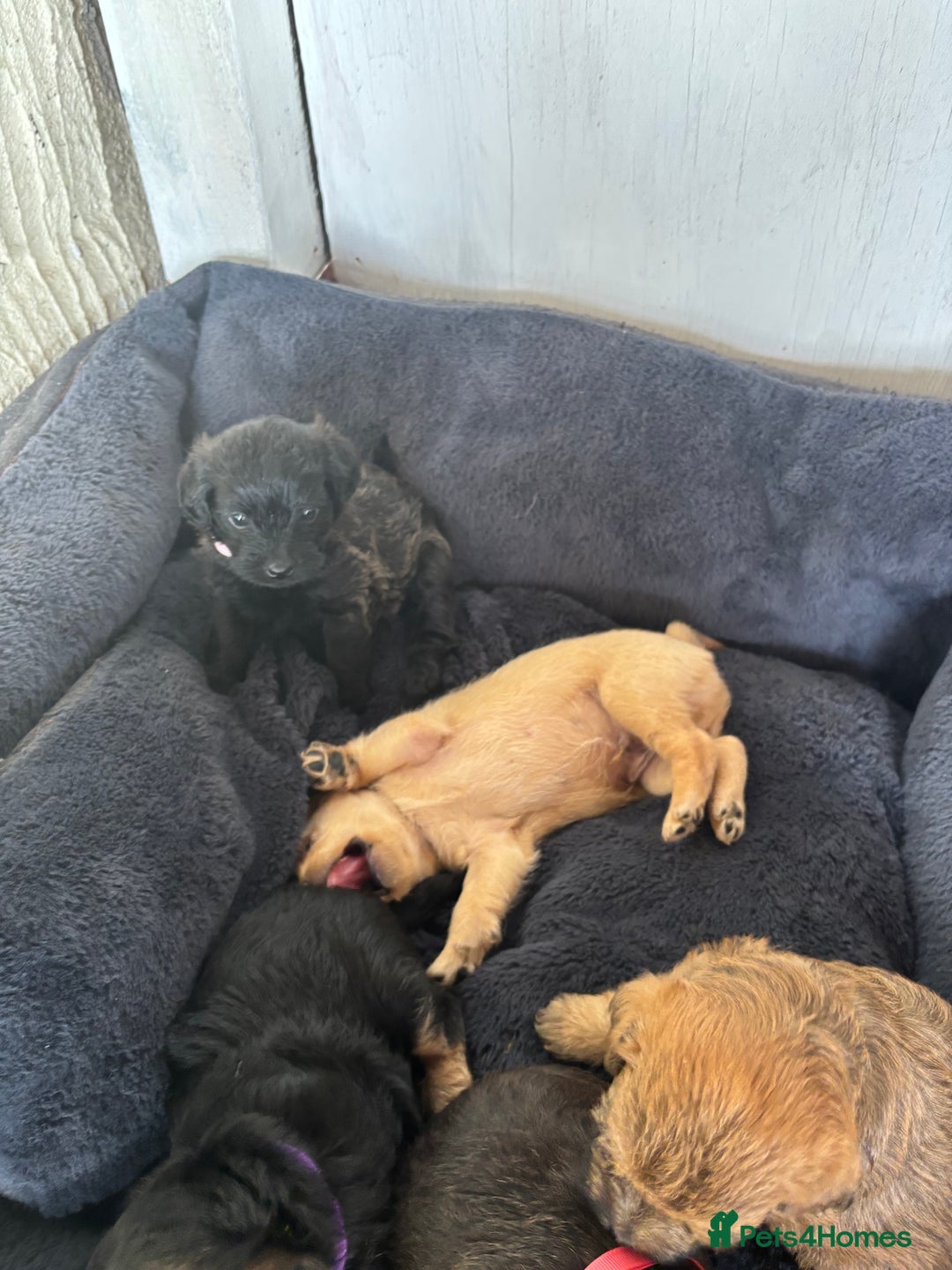 Mixed Breed dogs for sale: Norfolk terrier cross by toy poodle - Image 7