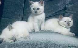 British Shorthair cats for sale:  Ragdoll x British shorthair kittens  - Image 8