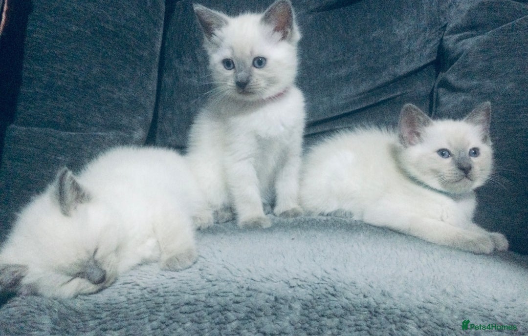 British Shorthair cats for sale:  Ragdoll x British shorthair kittens  - Image 8