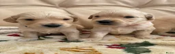 Golden Retriever dogs for sale: Kennel Club Golden Retriever Puppies Health Tested - Advert 27