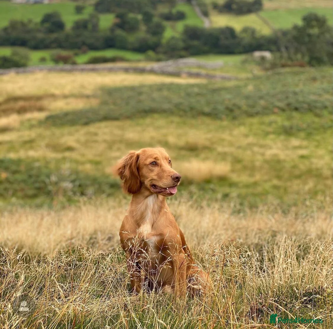 Cocker Spaniel dogs for stud: Outstanding OFTW Red Cocker, FULLY HEALTH TESTED in Bristol - Advert 10
