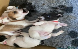 Jackapoo dogs for sale: Gorgeous Jackapoo Puppies for sale  - Image 8