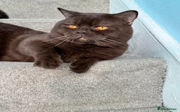 British Shorthair cats for sale: Beautiful British Shorthair Kittens 💝 - Image 16