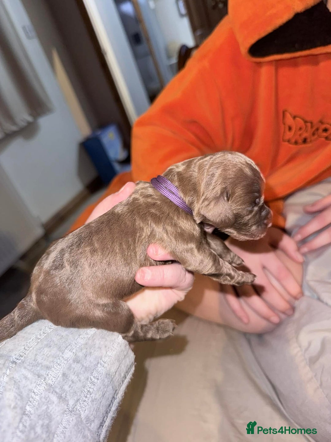 Sprocker dogs for sale: Sprocker Puppies for Sale, Mother Pure Bred Cocker - Advert 5